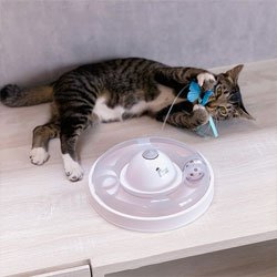 Arthacat Premium Powered Cat Toy - Bolehkah Kucing Makan Cicak? Bahaya Ngga Sih?