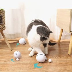Mainan Bola Otomatis - Bolehkah Kucing Makan Cicak? Bahaya Ngga Sih?