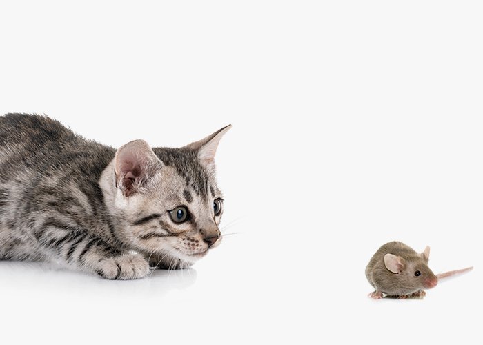bengal kitten mouse 1 - Ngga Nyangka! Ternyata Ini lho 9 Bahaya Kucing Makan Tikus