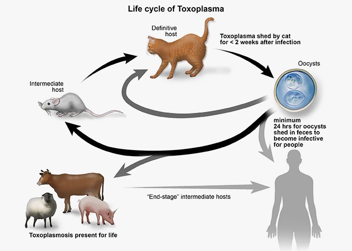 siklus hidup parasit toksoplasmosis dan bahaya kucing makan tikus pada manusia