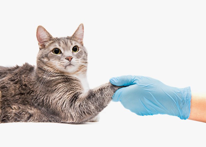 Bawa kucing ke dokter hewan jika kucing tidak mau makan lebih dari 2 hari.