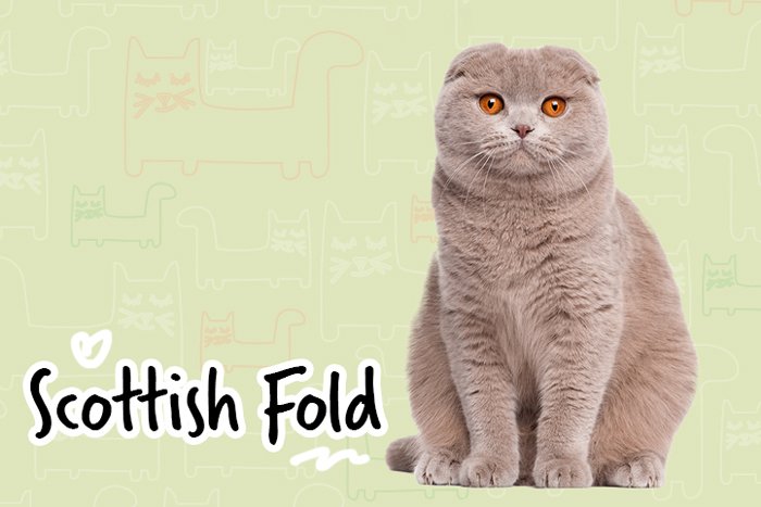 Scottish Fold (Highland Fold)