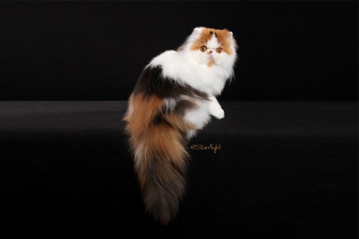 kucing persia dengan 3 warna spot kembang asem