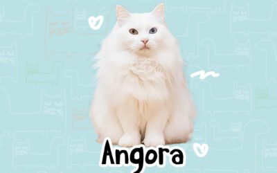 Anggora