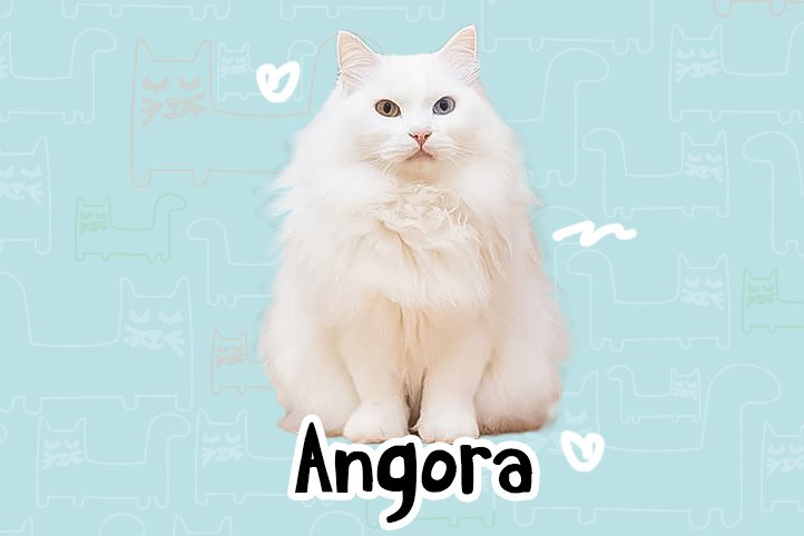 Anggora