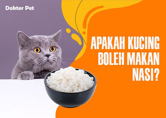 Boleh Nggak Sih Kucing Makan Nasi?