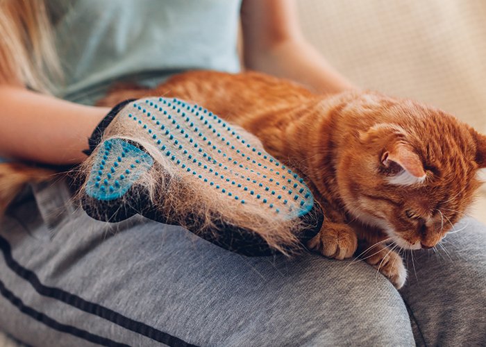 bulu kucing rontok penyebab dan cara mengatasinya