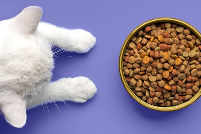 kucing putih melihat makanan kucing yang sehat - Hoax atau Fakta: Larangan Bagi Wanita Hamil Memelihara Kucing