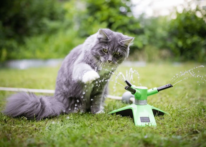 kucing maine coon suka bermain dengan air