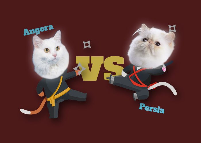 Jarang yang Paham! Ini lho 12 Perbedaan Kucing Anggora dan Persia
