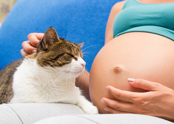 Hoax atau Fakta: Larangan Bagi Wanita Hamil Memelihara Kucing