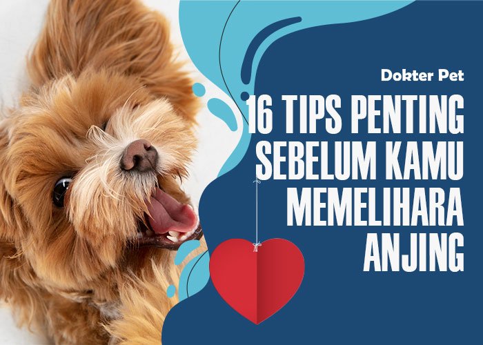16 Tips Persiapan Memelihara Anjing, Apa Saja yang Harus Diperhatikan