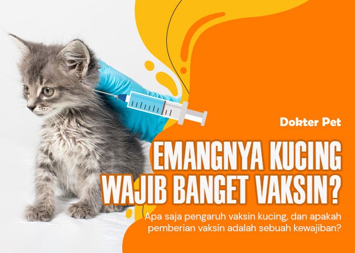 Vaksin Kucing 101, Penjelasan Penting Bagi Pemilik Kucing