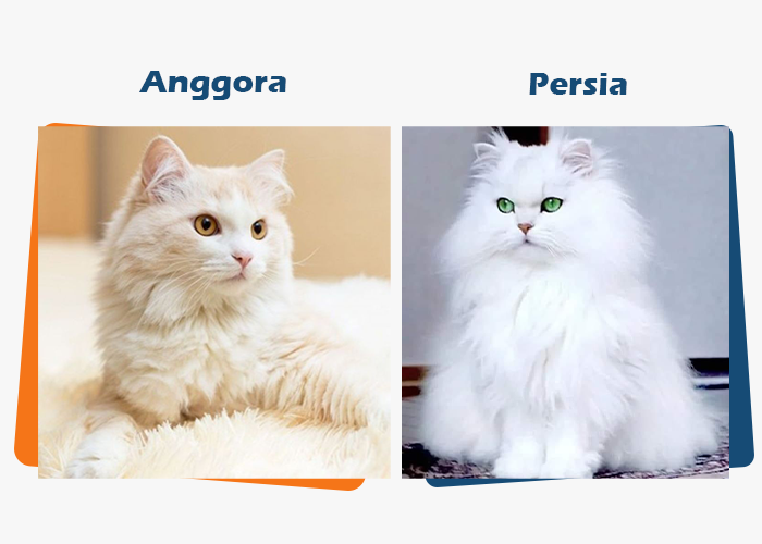 kucing anggora dan persia