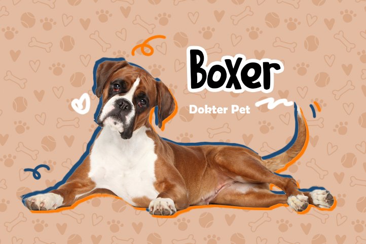boxer dog breed