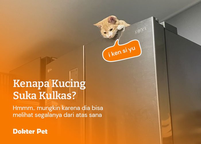 kucing melihat bawah dari atas kulkas