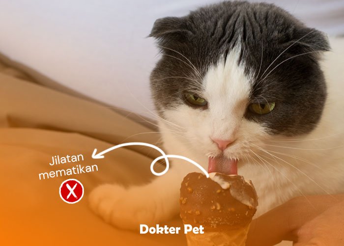 menjilat es krim coklat - Bolehkah Kucing Makan Coklat?