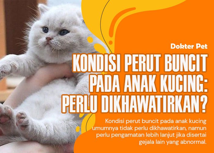 Bentuk dan Ukuran Perut Anak Kucing Buncit: Apakah Normal atau Ada yang Perlu Dikhawatirkan?
