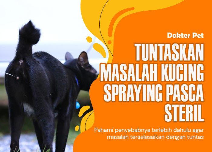 Dibikin Kesel Dengan Kucing Spraying Setelah Steril?Pahami Penyebab dan Solusinya!