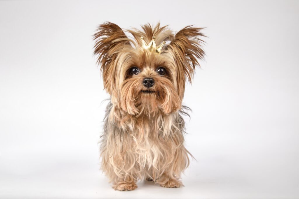 Yorkshire Terrier merupakan salah satu jenis anjing suka mengubur benda