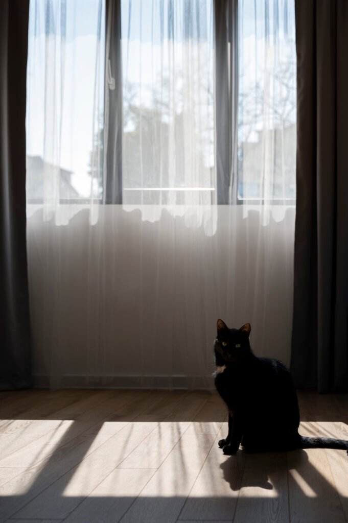cute cat sitting sunshine - Tingkah Laku yang Menggelitik: Kenapa Kucing Suka Mencuri dan Bagaimana Menghentikannya
