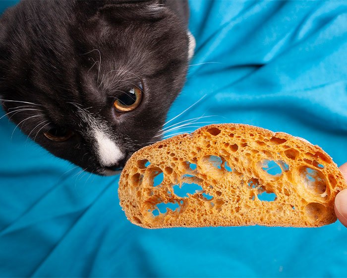 bolehkah kucing makan roti?