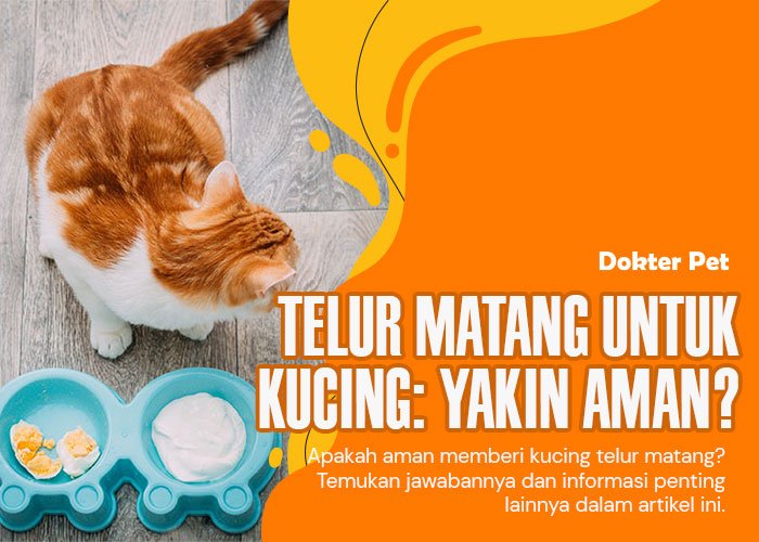 Menguak Kebenaran Dibalik Kucing makan telur: Dibalik Manfaat dan Risiko untuk Peliharaanmu
