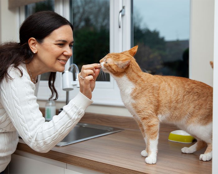 seekor kucing mencicipi secuil makanan - Panduan Nutrisi Kucing: Kucing Makan Roti Boleh atau Tidak Ya!?
