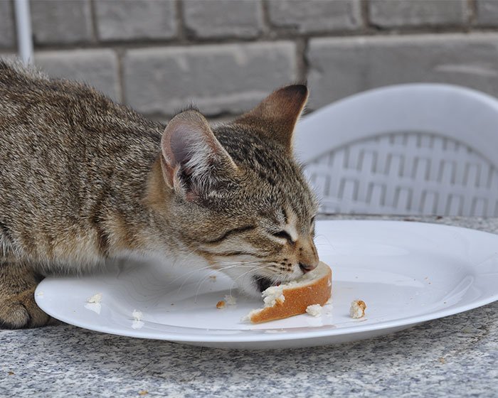 kucing makan roti di piring