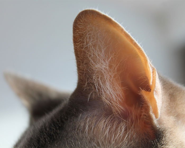 bulu telinga kucing - 12 Jenis Kucing dengan Bulu Telinga Menawan yang Akan Membuatmu Terpesona