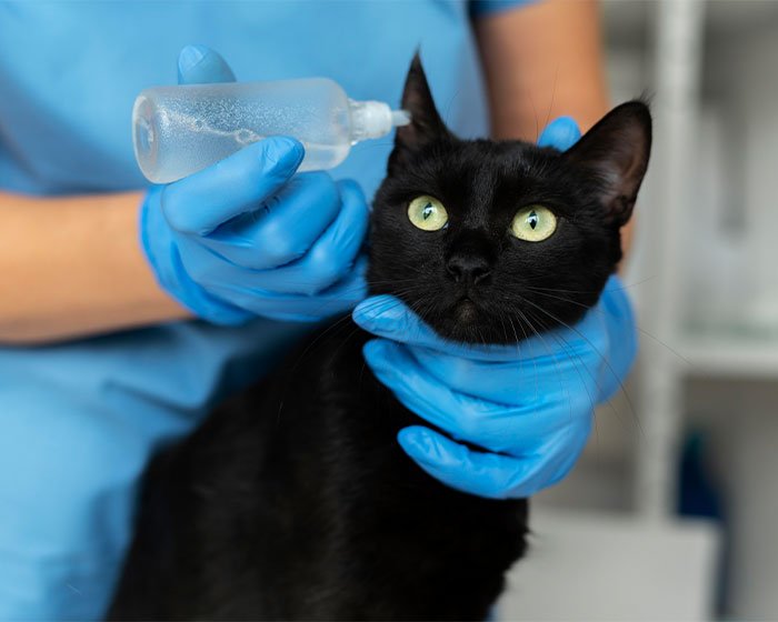 cairan pembersih telinga kucing - Senyum Ceria Si Kucing: Atasi Bau Tak Sedap dengan Solusi Sederhana