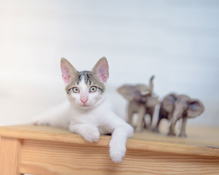 alasan kenapa kucing suka menjatuhkan barang karena ia bosan