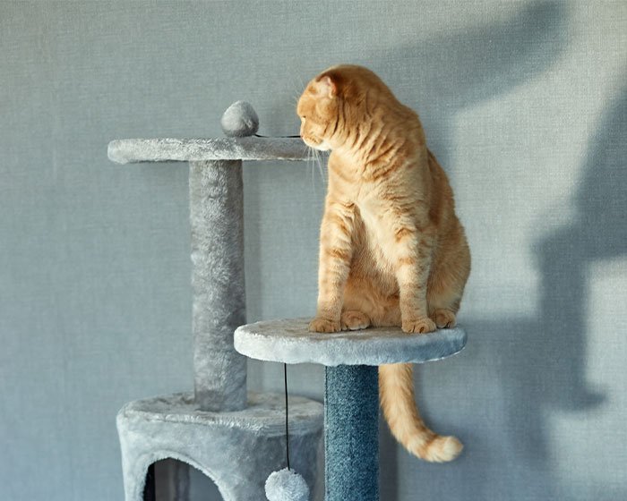 kebutuhan ruang kucing disesuai dengan jenis dan berat kucing