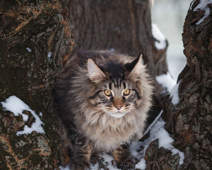 kucing hutan - 12 Jenis Kucing dengan Bulu Telinga Menawan yang Akan Membuatmu Terpesona