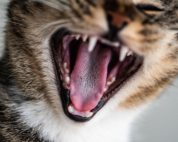 kucing menganga mulutnya - Senyum Ceria Si Kucing: Atasi Bau Tak Sedap dengan Solusi Sederhana