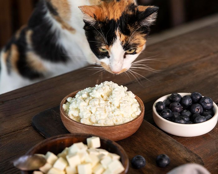kucing mengendus makanan manusia di atas meja