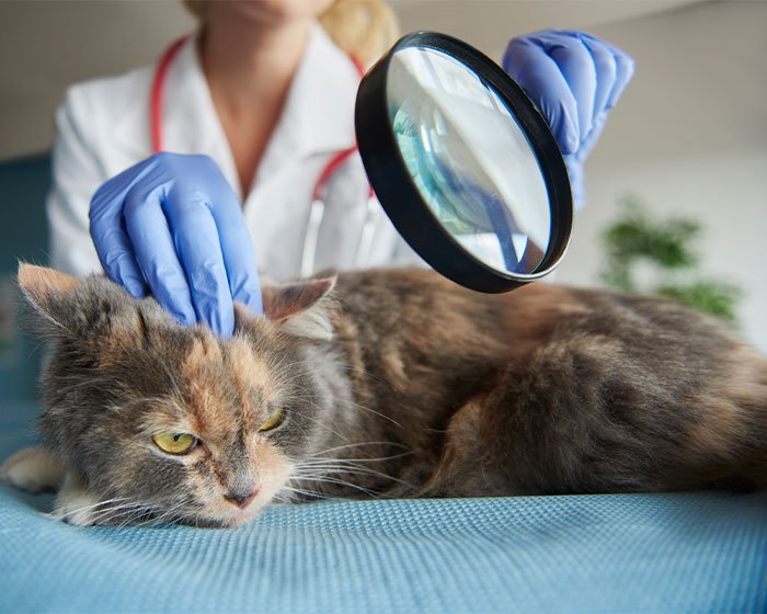 pemeriksaan kucing oleh dokter - Senyum Ceria Si Kucing: Atasi Bau Tak Sedap dengan Solusi Sederhana
