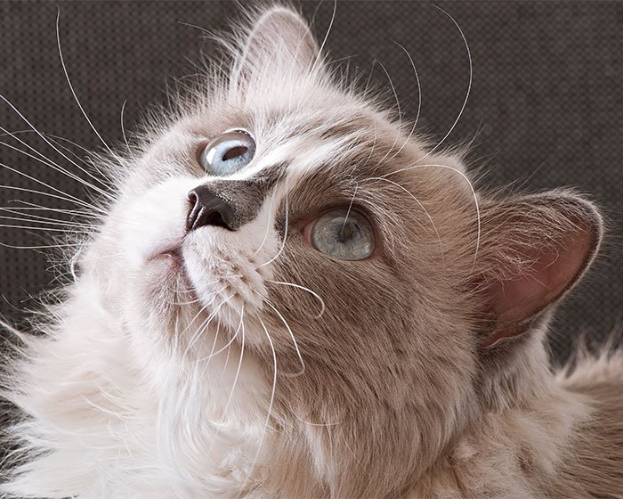 ragdoll - 9 Jenis kucing pencemburu yang pernah ada. Mana yang kamu miliki?