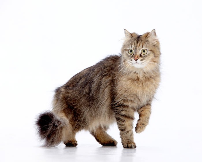 kucing siberia - 12 Jenis Kucing dengan Bulu Telinga Menawan yang Akan Membuatmu Terpesona