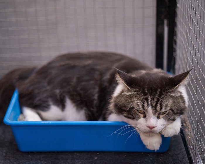 kucing tidur di litterbox 
