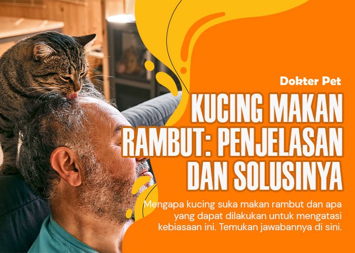 Kucing Makan Rambut: Kenapa Kucing Suka Melakukannya dan Bagaimana Mengatasinya