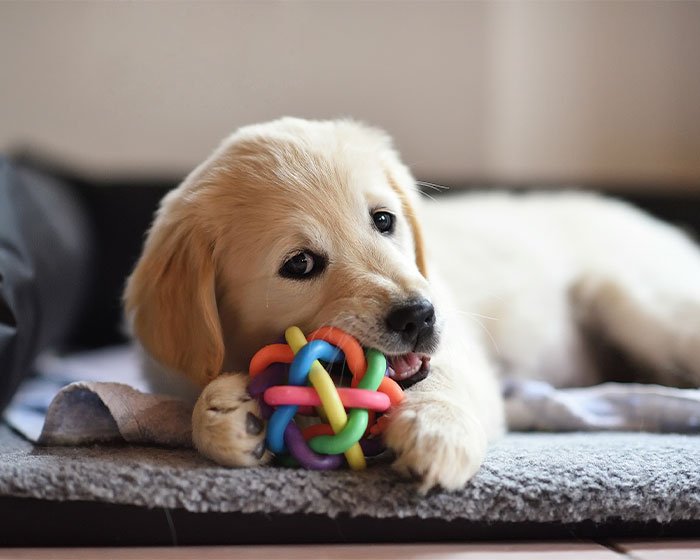 anak anjing gigit mainannya - Pesona Keimutan Anak Anjing: Mengapa Mereka Begitu Lucu Ya!?
