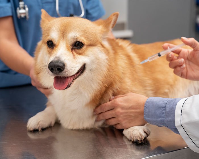 anjing digigit ular perlu perawatan intensif oleh dokter