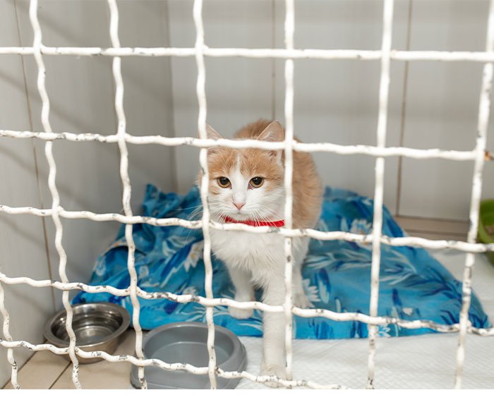 ruang kucing terbatas di shelter