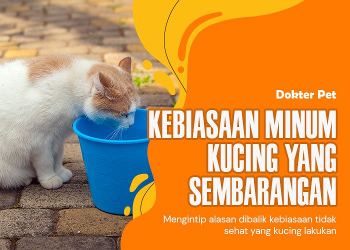 Kucing Suka Minum Sembarangan Padahal Sudah Ada Wadah Minumnya? Cari Tahu Dibalik Perilaku Kucing Satu Ini!?