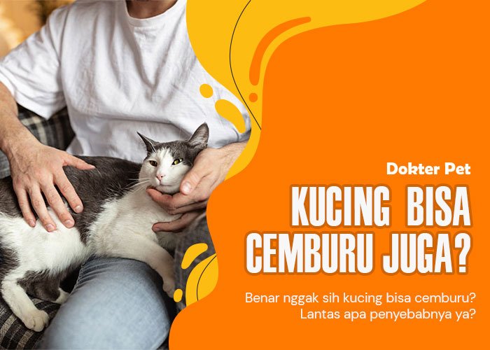 Wow! Apakah Kucing Merasakan Cemburu? Pelajari 4 Fakta Menarik yang Harus Diketahui”