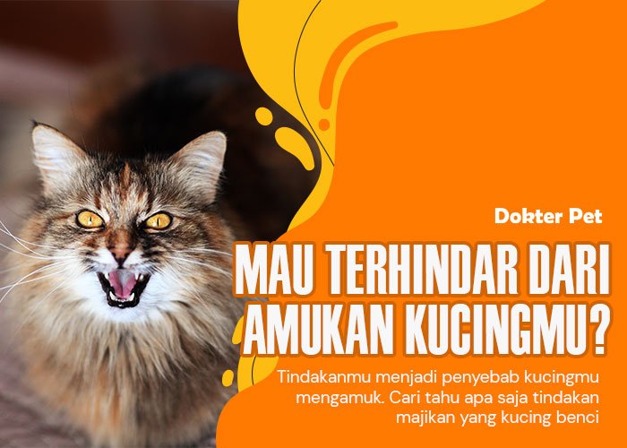 Mau Terhindar Dari Amarah Kucing? 10 Hal Yang Kucing Benci Dari Majikan Yang Perlu Diketahui!
