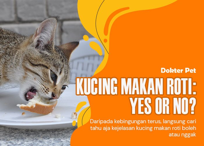 Panduan Nutrisi Kucing: Kucing Makan Roti Boleh atau Tidak Ya!?