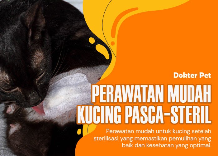 Rahasia Perawatan Kucing Pasca Sterilisasi: Temukan Tips Terbaik Kami!
