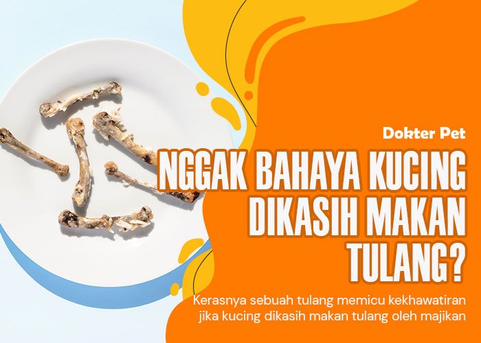 Kucing Makan Tulang: Apakah Aman atau Berbahaya?
